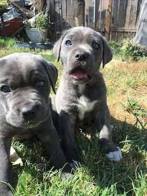 Cane Corso Welpen