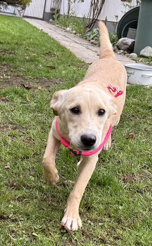 Sandy die noch kleine Maus sucht lebenslänglich bei Dir    wartet bei München