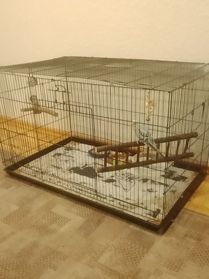 Verkaufe Wellensittiche 