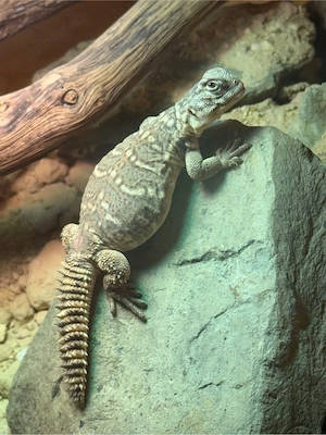 Uromastyx dispar flavifasciata