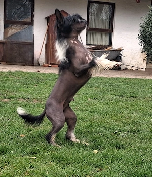 Chinese Crested Rüde