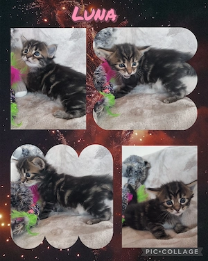 Süße Cashmere Bengal x Maine Coon Babies 