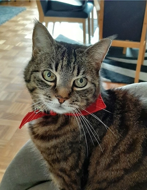 Hauskatze getiegert weiblich