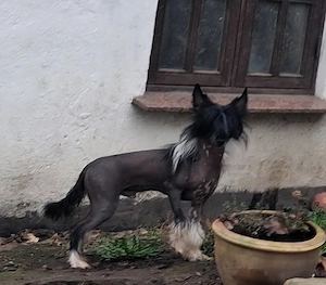 Chinese Crested Rüde