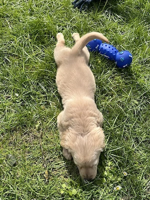 Süße Welpin  Kiki  (Labrador-Mix) geimpft, gechippt, mit Zubehör