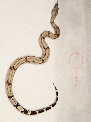 boa constrictor constrictor Surinam F2 