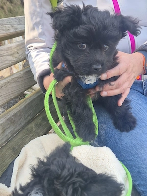 Pudel- Chihuahua Mix  Chipoo , männlich, 10 Wochen, entwurmt