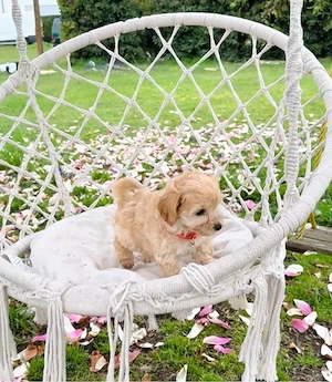Entzückende Maltipoo-Welpen - Vollständig geimpft und sozialisiert
