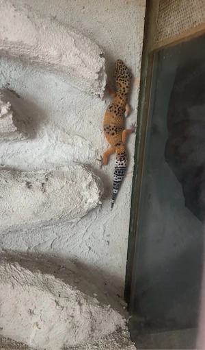 leopardgeckos 