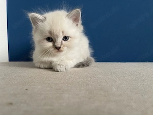 Ragdoll Kitten