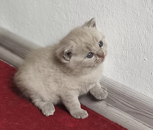 BKH Kitten 