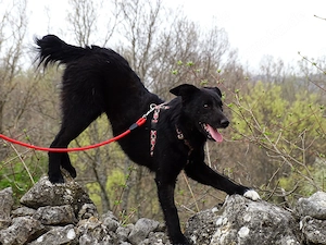 Schäferhund  Collie Hündin 9Mon 10kg 43cm Hundesport geeignet AGIL KINDERLIEB