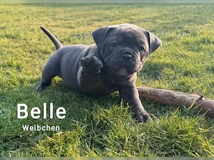 Old Englische bulldogge 