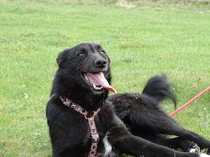 Kleine Schäferhund  Collie Hündin 9Mon10kg43cm Hundesport geeignet AGIL KINDERLIEB