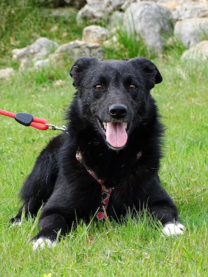 Kleine Schäferhund  Collie Hündin 10Mon10kg43cm Hundesport geeignet AGIL KINDERLIEB Bild 3