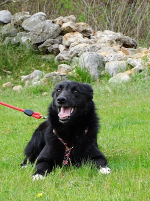 Kleine Schäferhund  Collie Hündin 10Mon10kg43cm Hundesport geeignet AGIL KINDERLIEB Bild 7
