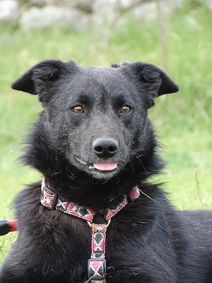 Kleine Schäferhund  Collie Hündin 10Mon10kg43cm Hundesport geeignet AGIL KINDERLIEB Bild 8