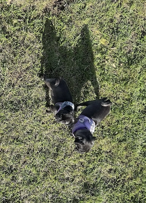 Wunderschöne schwarze(platinum) Altdeutsche Möpse sind jetzt beide reserviert  Bild 7