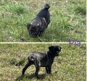 Wunderschöne schwarze(platinum) Altdeutsche Möpse sind jetzt beide reserviert  Bild 9