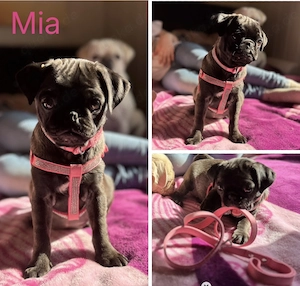 Wunderschöne schwarze(platinum) Altdeutsche Möpse sind jetzt beide reserviert  Bild 6