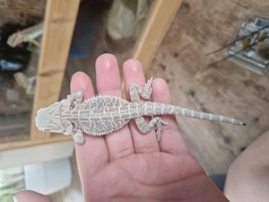 Bartagamen jungtiere 