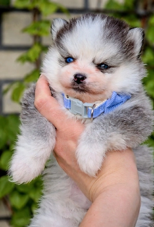 Pomsky F2 Micro & Toy Puppengesicht Bärchentyp Wollycoat 