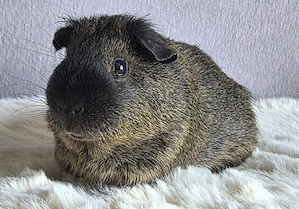 California Meerschweinchen Böckchen