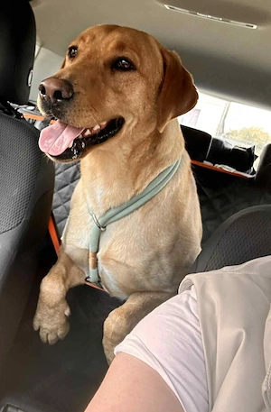 2,5J Labrador Rüde KINDERLIEB 25kg 50cm IN Kroatien 