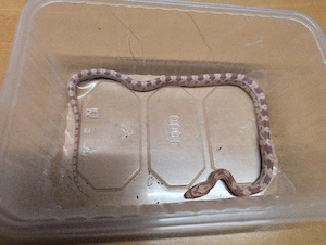 Kornnatter geboren im August 2025 abzugeben 