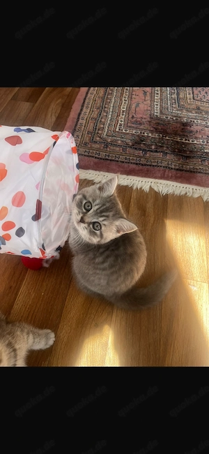 BKH Kitten - 2 zauberhafte kleine Schmusebündel suchen ihr für-immer-Zuhause 