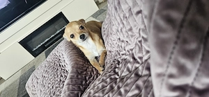 Chihuahua Rüde 7 Monate alt  Bild 3