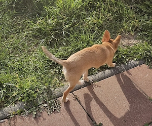 Chihuahua Rüde 7 Monate alt 