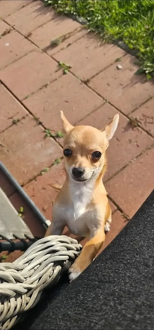 Chihuahua Rüde 7 Monate alt 