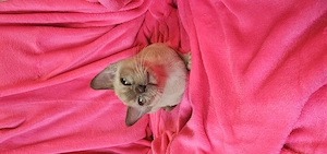 Burma Kitten mit Stammbaum, Burmese, wenig haarende Katzen, Baby Katze# bkh, bengal, russisch blau Bild 4
