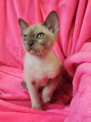 Burma Kitten mit Stammbaum, Burmese, wenig haarende Katzen, Baby Katze# bkh, bengal, russisch blau Bild 3
