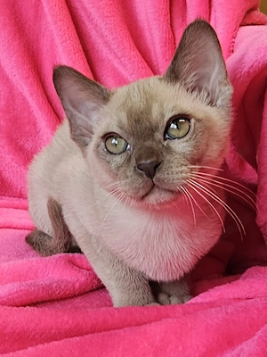 Burma Kitten mit Stammbaum, Burmese, wenig haarende Katzen, Baby Katze# bkh, bengal, russisch blau Bild 2