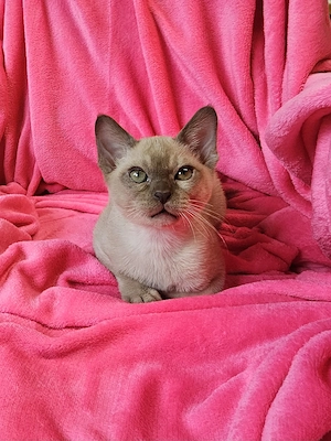 Burma Kitten mit Stammbaum, Burmese, wenig haarende Katzen, Baby Katze# bkh, bengal, russisch blau