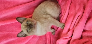 Burma Kitten mit Stammbaum, Burmese, wenig haarende Katzen, Baby Katze# bkh, bengal, russisch blau Bild 9
