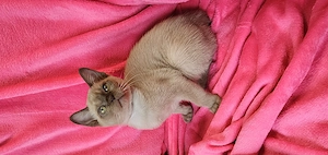 Burma Kitten mit Stammbaum, Burmese, wenig haarende Katzen, Baby Katze# bkh, bengal, russisch blau Bild 8