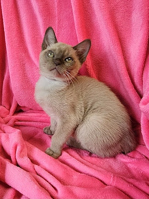 Burma Kitten mit Stammbaum, Burmese, wenig haarende Katzen, Baby Katze# bkh, bengal, russisch blau Bild 10