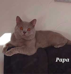 Wurfankündigung BKH Kitten  Bild 2
