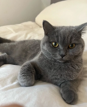 Wurfankündigung BKH Kitten  Bild 4
