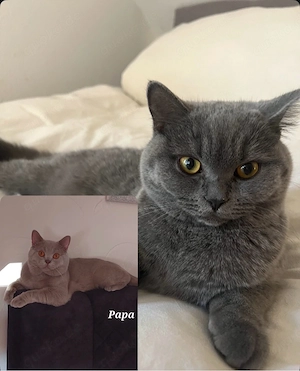 Wurfankündigung BKH Kitten 