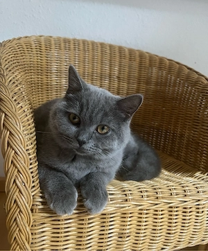 Wurfankündigung BKH Kitten  Bild 5