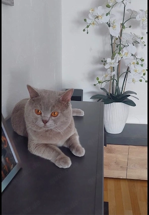 Wurfankündigung BKH Kitten  Bild 3