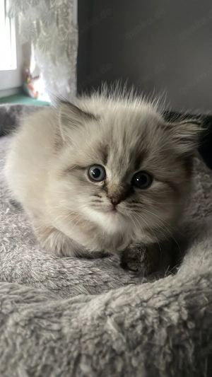 BKH  Britisch Kurzhaar Kitten 