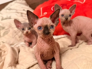 Wunderschöne Sphynx-Kitten suchen ein liebevolles Zuhause