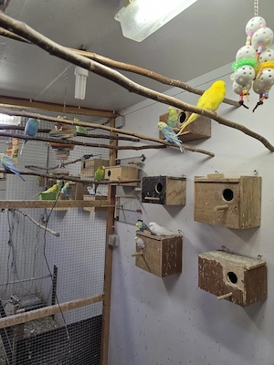 Guten Tag wir geben wunderschöne Wellensittiche in gute Hände ab.