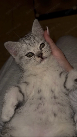 British Kurzhaar Silver Tabby Mädchen sucht noch ein Liebevolles zuhause ab 10. Mai 2026