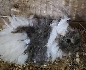Meerschweinchen Bock zu verkaufen